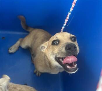 Mixed Breed Dogs Available for Adoption in Dallas, Texas - CRAB | PetCurious