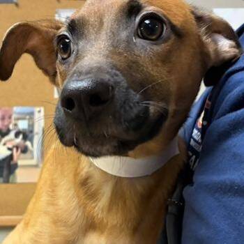 Sandy -  Mixed Breed Dog for Adoption in Knoxville, Tennessee - Sandy | PetCurious