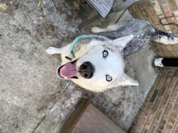 Rescue Husky Dogs for Adoption in Mooresville, Indiana - Raven | PetCurious