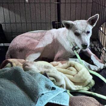 Addy -  Mixed Breed Dog for Adoption in Bismarck, North Dakota - Addy | PetCurious