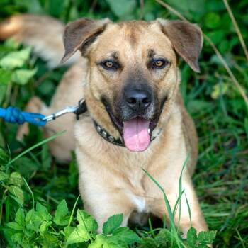 Fox -  Shepherd and Labrador Retriever Dog for Adoption in Morristown, New Jersey - Fox | PetCurious