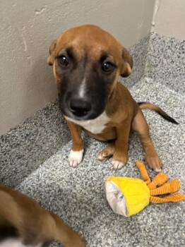 Hound and Boxer Dogs Available for Adoption in Manassas, Virginia - Buckeye (ID 51698) | PetCurious