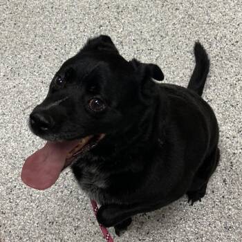 Taz -  Labrador Retriever and Mixed Breed Dog for Adoption in Reno, Nevada - Taz | PetCurious
