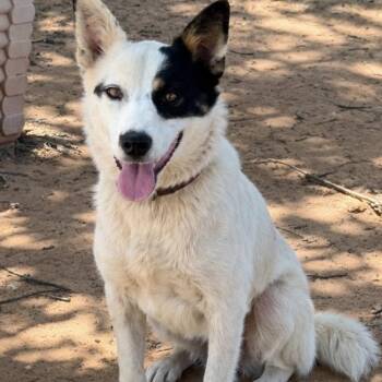 Ellie -  Border Collie and Mixed Breed Dog for Adoption in Pelham, New Hampshire - Ellie | PetCurious
