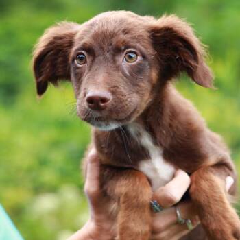 CT Marshmallow avail Sep 6 (Coventry Farmers Mkt- Coventry, CT) -  Labrador Retriever and Australian Shepherd Dog for Adoption in Eastford, Connecticut - CT Marshmallow Avail Sep 6 (Coventry Farmers Mkt- Coventry, CT) | PetCurious