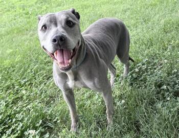Zen -  Weimaraner Dog for Adoption in Columbus, Indiana - Zen | PetCurious