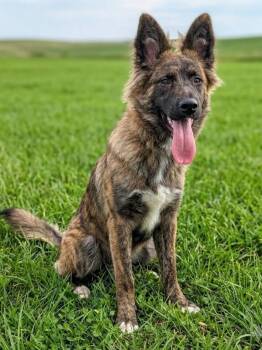 Roxy -  Shepherd and Belgian Shepherd Tervuren Dog for Adoption in Yankton, South Dakota - Roxy | PetCurious