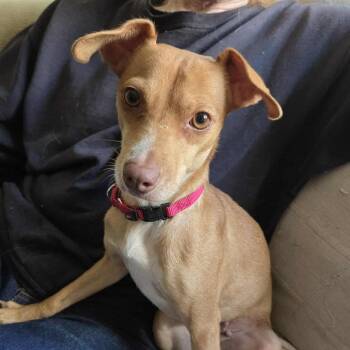 Rescue Chihuahua Dogs for Adoption in Warren, Rhode Island - Adora | PetCurious