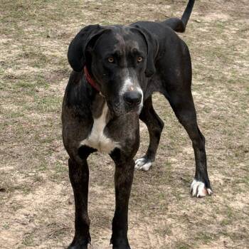 Great Dane Dogs Available for Adoption in Livingston, Texas - Bindi | PetCurious
