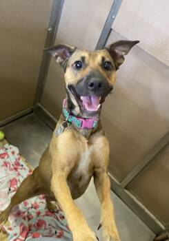 Rescue Terrier and Mixed Breed Dogs for Adoption in Honolulu, Hawaii - Dancing Queen | PetCurious
