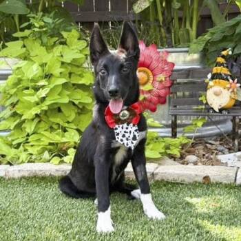 Gooster -  Border Collie and Australian Cattle Dog Blue Heeler Dog for Adoption in Fairfield, Connecticut - Gooster | PetCurious