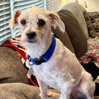 Mixed Breed Dogs Available for Adoption in Murray, Utah - Beetle | PetCurious