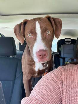 Mixed Breed Dogs Available for Adoption in Highland, New York - Joker | PetCurious
