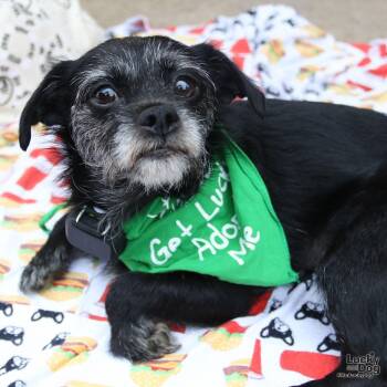 Gingersnap -  Schnauzer and Terrier Dog for Adoption in Washington, District Of Columbia - Gingersnap | PetCurious