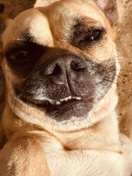 Chad -  Puggle Dog for Adoption in New Port Richey, Florida - Chad | PetCurious