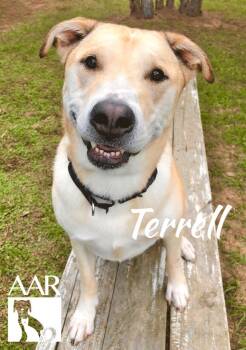 Carolina Dog and Labrador Retriever Dogs Available for Adoption in Magnolia, Texas - Terrell | PetCurious