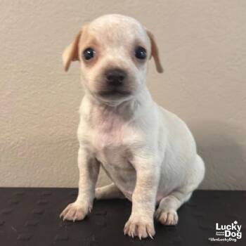 Dova -  Chihuahua Dog for Adoption in Washington, District Of Columbia - Dova | PetCurious