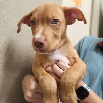 Rescue Hound and Chihuahua Dogs for Adoption in Cumming, Georgia - Ivan 21805 | PetCurious