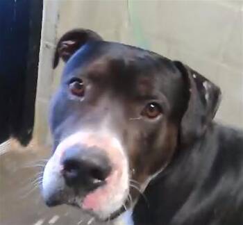 Pit Bull Terrier and Mixed Breed Dogs Available for Adoption in Tulsa, Oklahoma - JEDI | PetCurious