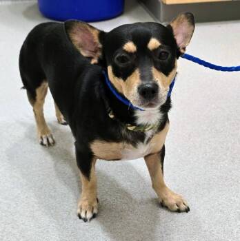 26-252 -  Chihuahua and Corgi Dog for Adoption in Lindenhurst, New York - 26-252 | PetCurious