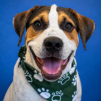 Jair -  Treeing Walker Coonhound and Pit Bull Terrier Dog for Adoption in Mankato, Minnesota - Jair | PetCurious