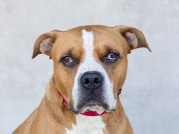 Habanero -  Mixed Breed Dog for Adoption in Longmont, Colorado - Habanero | PetCurious