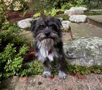 Poco Pablo -  Terrier Dog for Adoption in Milton, Georgia - Poco Pablo | PetCurious