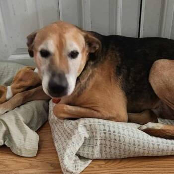 Shepherd Dogs Available for Adoption in Newport Beach, California - Ozzy | PetCurious