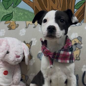 Pepper AKA Honey -  Mixed Breed Dog for Adoption in Palestine, Texas - Pepper AKA Honey | PetCurious