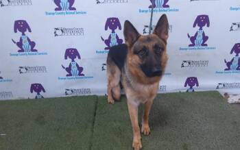 WOLFIE -  German Shepherd Dog Dog for Adoption in Orlando, Florida - WOLFIE | PetCurious
