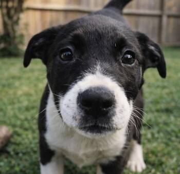 Border Collie and Pit Bull Terrier Dogs Available for Adoption - Ang (AO35915) | PetCurious