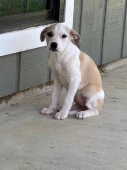 Great Pyrenees and Labrador Retriever Dogs Available for Adoption in Watertown, Connecticut - Lacey | PetCurious
