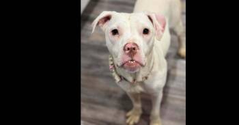 Boxer Dogs Available for Adoption - Derby (CP) | PetCurious