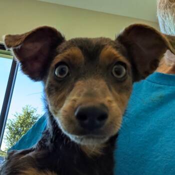 Mixed Breed Dogs Available for Adoption in Leander, Texas - Nano | PetCurious