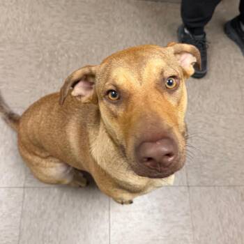 Thomas -  Hound and Mixed Breed Dog for Adoption in Birmingham, Alabama - Thomas | PetCurious