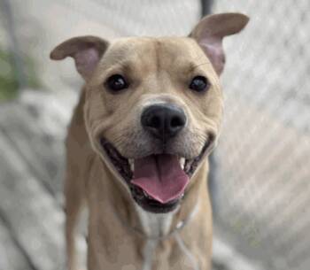 Rescue American Staffordshire Terrier and American Bully Dogs for Adoption in Elizabeth, Colorado - Twinkie | PetCurious