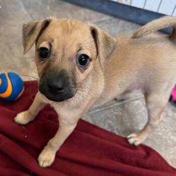 Carly -  Chihuahua and Mixed Breed Dog for Adoption in San Antonio, Texas - Carly | PetCurious
