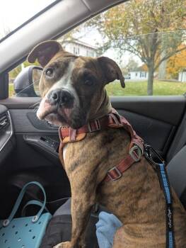 Rescue Boxer Dogs for Adoption in Norfolk, Massachusetts - Stitch | PetCurious