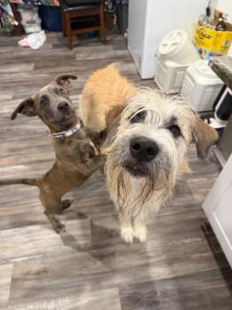 Viola -  Dachshund and Terrier Dog for Adoption in Bloomfield, Connecticut - Viola | PetCurious