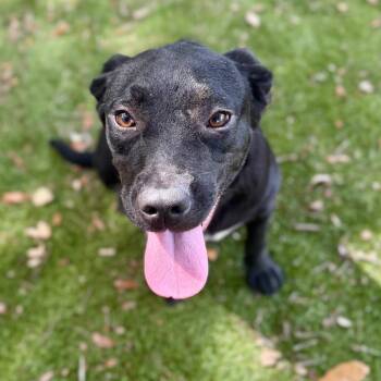 Bentley -  Mixed Breed Dog for Adoption in Milton, Florida - Bentley | PetCurious