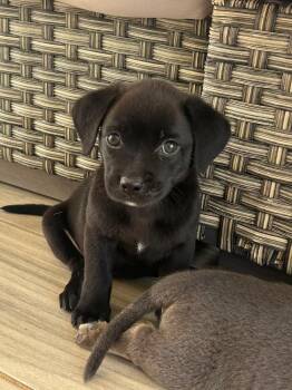 Betty -  Black Labrador Retriever Dog for Adoption in Tallahassee, Florida - Betty | PetCurious