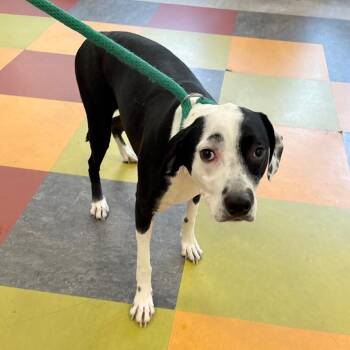 Charlie -  Mixed Breed Dog for Adoption in Philadelphia, Pennsylvania - Charlie | PetCurious