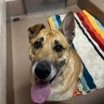 Luna -  Mixed Breed Dog for Adoption in Reno, Nevada - Luna | PetCurious