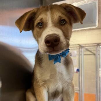 Oakley -  Mixed Breed Dog for Adoption in Las Cruces, New Mexico - Oakley | PetCurious