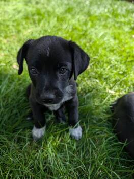 Howie -  Australian Shepherd and Mixed Breed Dog for Adoption in Severance, Colorado - Howie | PetCurious