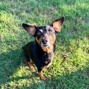Miniature Pinscher Dogs Available for Adoption in New York, New York - Leonard | PetCurious