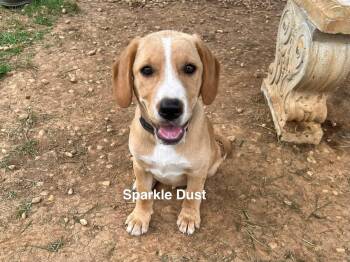 Emme -  Hound Dog for Adoption in Wando, South Carolina - Emme | PetCurious