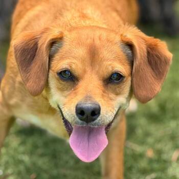 Mollie -  Australian Terrier Dog for Adoption in Goleta, California - Mollie | PetCurious