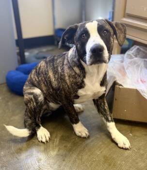 Rescue Terrier Dogs for Adoption in Corinth, Mississippi - Mabel 25D-333 | PetCurious