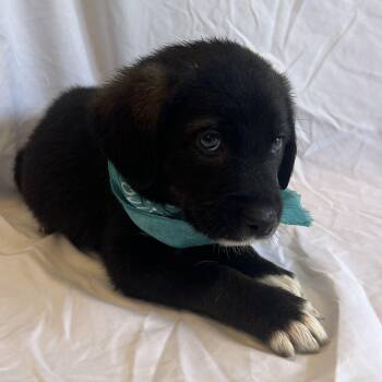 Little Sparrow -  Mixed Breed Dog for Adoption in Canal Winchester, Ohio - Little Sparrow | PetCurious